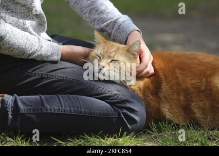 Mensch mit Hauskatze Stockfoto