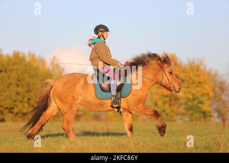 Reiter auf isländischem Pferd Stockfoto