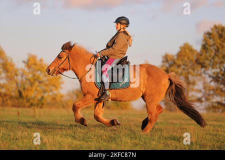 Reiter auf isländischem Pferd Stockfoto