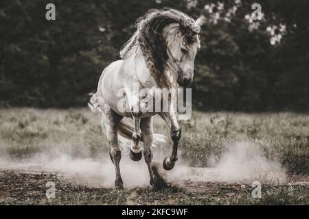 Pura Raza Espanola im Galopp Stockfoto