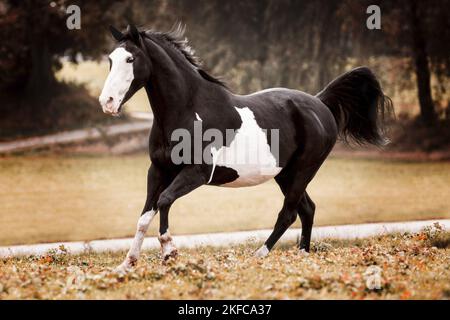 Paint Horse Galopp Stockfoto