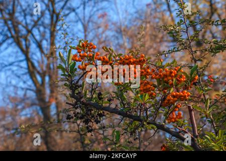 Leuchtend rote Beeren von Pyramicantha coccinea, scharlachrote feurige Früchte auf einem Zweig eines Baumes, der im Park wächst. Verschwommener grüner Busch und blauer Himmel im Hintergrund Stockfoto