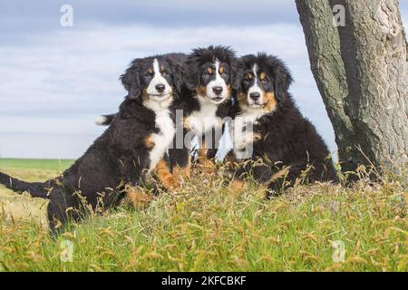 Berner Sennenhunde Stockfoto