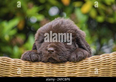 Neufundländer Welpen Stockfoto