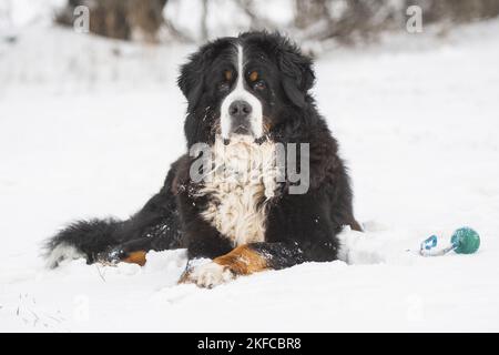 Berner Berghund liegt im Schnee Stockfoto