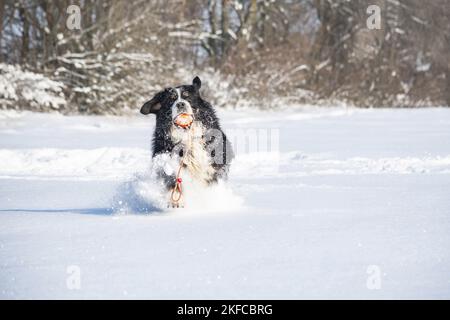 Berner Berghund läuft durch den Schnee Stockfoto