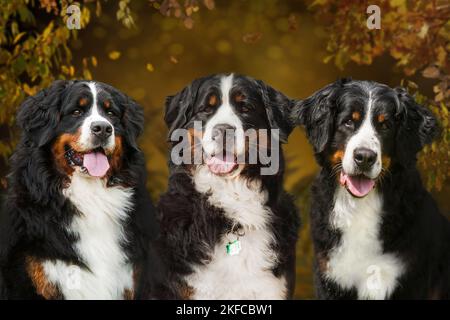 3 Berner Sennenhunde Stockfoto
