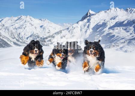 Berner Sennenhunde laufen Stockfoto