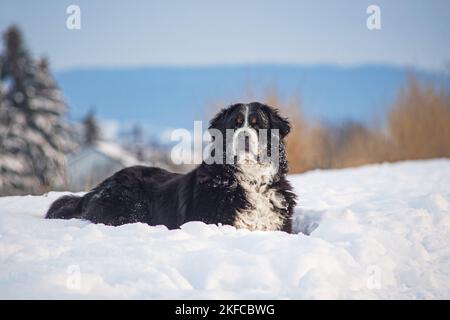Berner Berghund liegt im Schnee Stockfoto