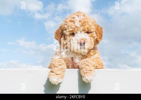 Lagotto Romagnolo Welpen Stockfoto