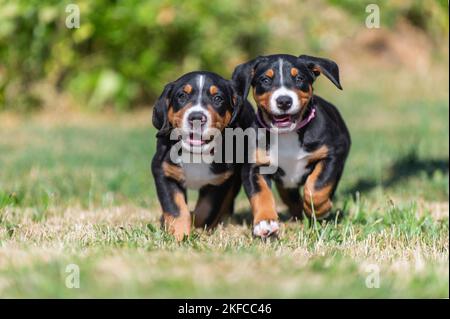 Mehr Swiss Mountain Dog Welpen Stockfoto