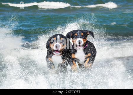 Mehr Swiss Mountain Dog Welpen Stockfoto