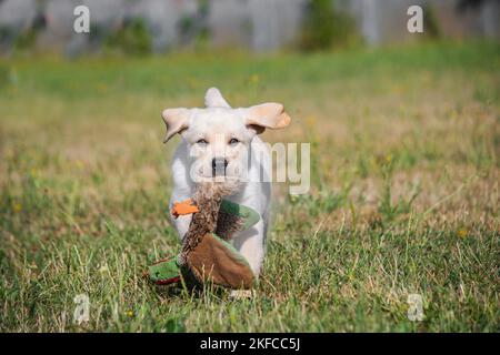 Labrador Retriever Welpen Stockfoto