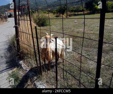 Neugierige Ziege auf einem Feld, gebunden, hinter einem Zaun. Lesbos Views Oktober 2022. Herbst. Zym Stockfoto