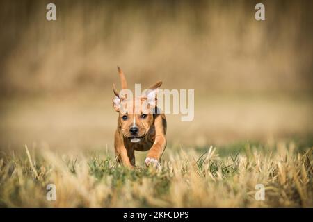 Running American-Staffordshire-Terrier-Mix Puppy Stockfoto