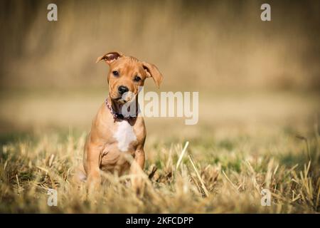 Sitzender American-Staffordshire-Terrier-Mix Puppy Stockfoto