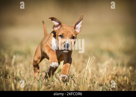 Running American-Staffordshire-Terrier-Mix Puppy Stockfoto