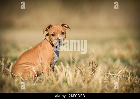 Sitzender American-Staffordshire-Terrier-Mix Puppy Stockfoto