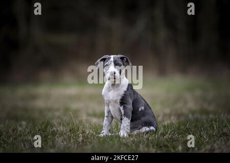 American-Staffordshire-Terrier-Mongrel Puppy Stockfoto