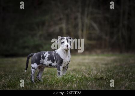 American-Staffordshire-Terrier-Mongrel Puppy Stockfoto