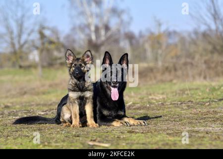Deutsche Schäferhunde Stockfoto