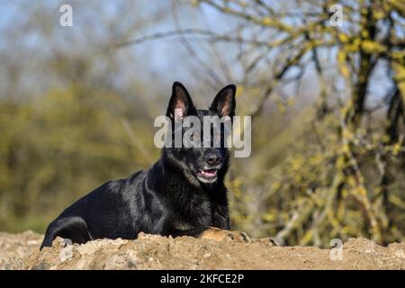 Deutscher Schäferhund liegend Stockfoto