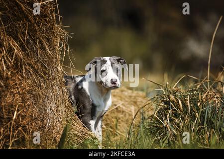 American-Staffordshire-Terrier-Mongrel Puppy Stockfoto