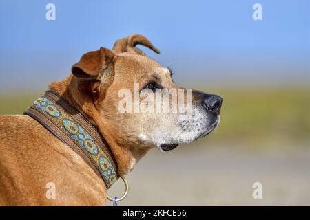 American-Pit-Bull-Terrier-Rhodesian-Ridgeback-Mongrel-Porträt Stockfoto