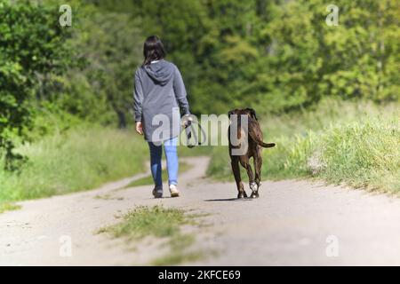 Frau und deutsche Boxer Stockfoto