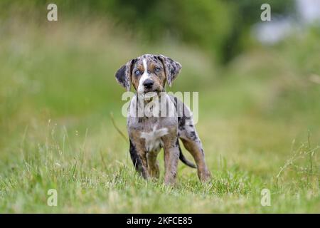 Louisiana Catahoula Leopard Dog Welpen Stockfoto