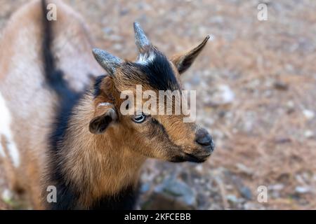 Die Zwergziege im Wildpark. Afrikanische Zwergziege ist eine Miniaturrasse Stockfoto