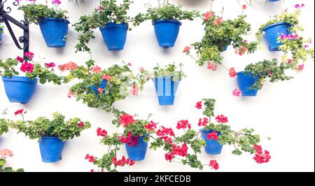 Geranien in blauen Blumentöpfen an einer Wand, Andalusien, Spanien Stockfoto