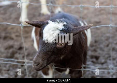 Die Zwergziege im Wildpark. Afrikanische Zwergziege ist eine Miniaturrasse Stockfoto