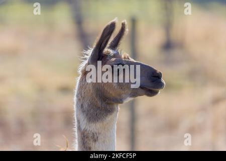 Das Lama (Lama glama) ist ein domestiziertes südamerikanisches Kamel Stockfoto