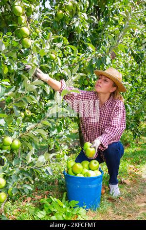 Positive Frau ernten reife Äpfel in seinem Obstgarten am Tag Stockfoto