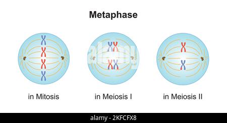 Wissenschaftliche Entwicklung von Unterschieden zwischen Metaphase bei Meiose und Mitose. Bunte Symbole. Vektorgrafik. Stock Vektor