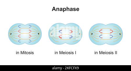Wissenschaftliche Entwicklung von Unterschieden zwischen Anaphase bei Meiose und Mitose. Bunte Symbole. Vektorgrafik. Stock Vektor