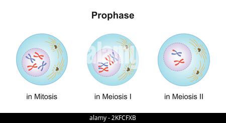 Wissenschaftliche Entwicklung von Unterschieden zwischen Prophase bei Meiose und Mitose. Bunte Symbole. Vektorgrafik. Stock Vektor