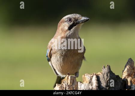 Sitzender Eurasischer Eichelhäher Stockfoto