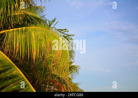 Kokospalme in Thailand Stockfoto