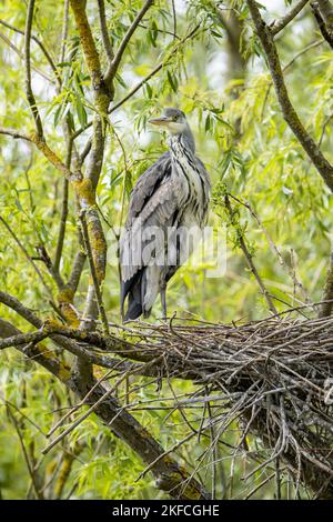 Graureiher sitzen in Bäumen Stockfoto