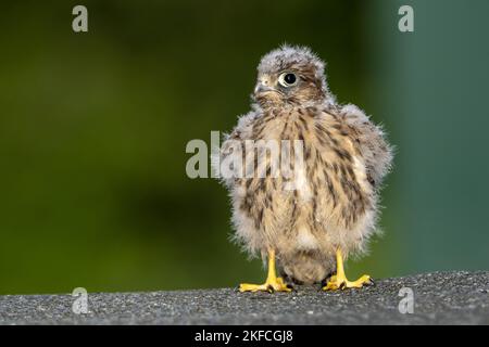 Junge Turmfalken Stockfoto