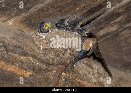 Stallschwalbe füttert Nestlinge Stockfoto