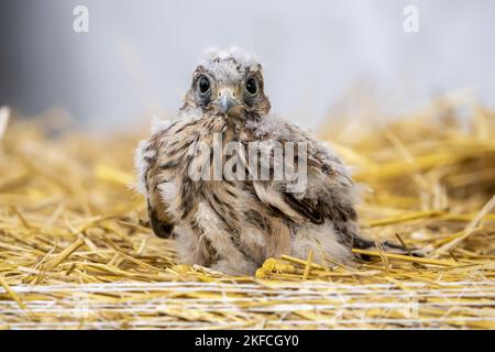 Turmfalke Stockfoto