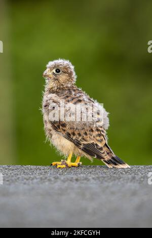 Turmfalke Stockfoto