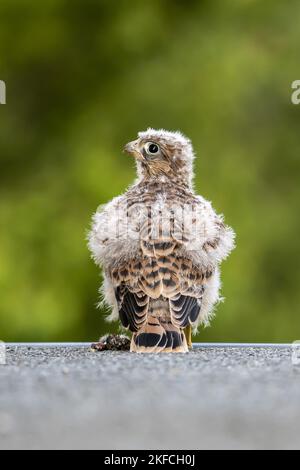 Turmfalke Stockfoto