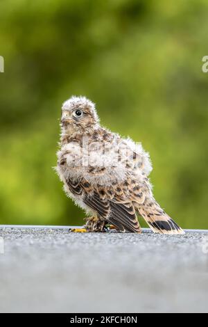 Turmfalke Stockfoto