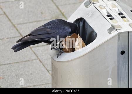 Eine Krähe sitzt auf einer Mülltonne und sucht nach Nahrung Stockfoto