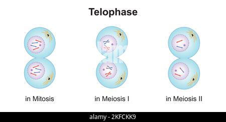 Wissenschaftliche Entwicklung von Unterschieden zwischen Telophase bei Meiose und Mitose. Bunte Symbole. Vektorgrafik. Stock Vektor