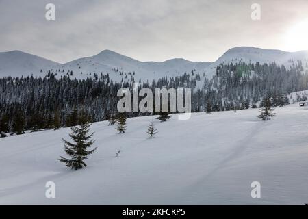 Geheimnisvolle Winterlandschaft majestätische Berge im Winter. Magischer Winter schneebedeckter Baum. Marmarosy, Karpaten, Stockfoto